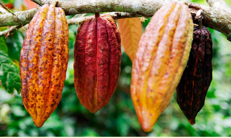 Hausse du prix du Cacao en Ituri : L'agronome Dieudonné Kambale insiste la bonne fermentation