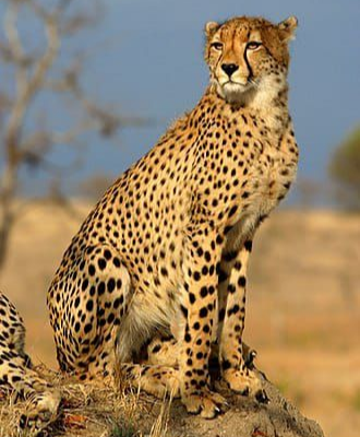 Nord-Kivu/Rutshuru : Nombreux petits ruminants déjà dévorés par un guépard