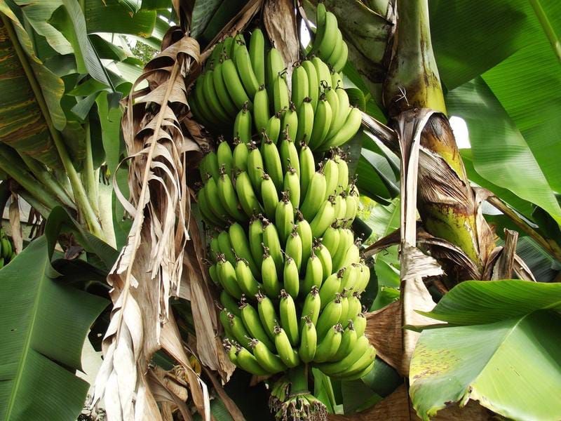 Nord-Kivu /Agriculture : Des champs de bananiers dévastés dans les zones sous contrôle RDF-M23