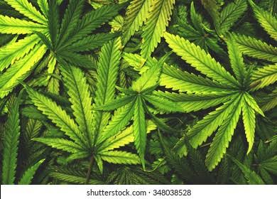 RDC : A la demande du député Mbindule Mitono, Judith Suminwa suspend la culture du cannabis et ordonne une commission d'enquête