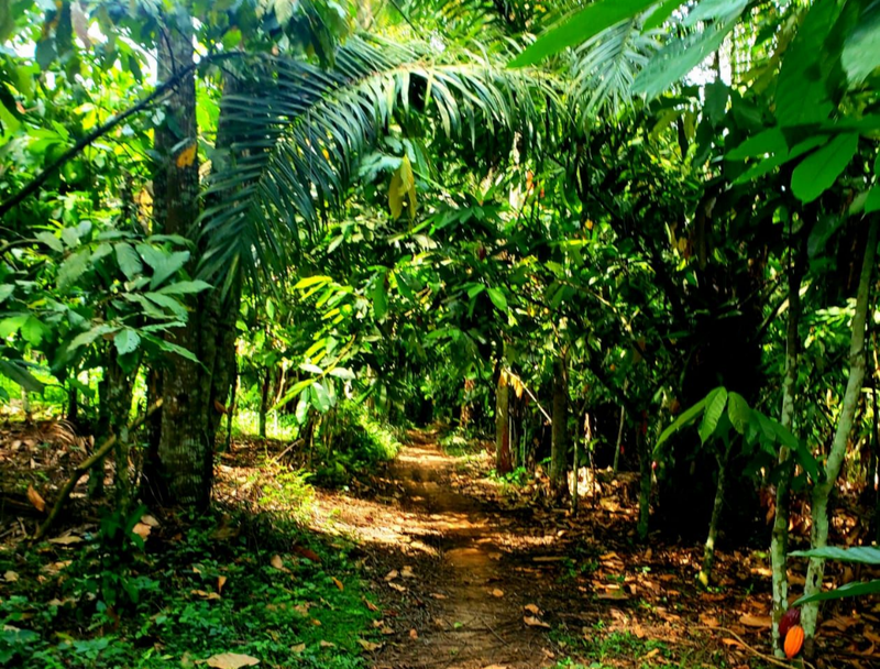 Irumu : L’insécurité et le changement climatique plombent la production de cacao