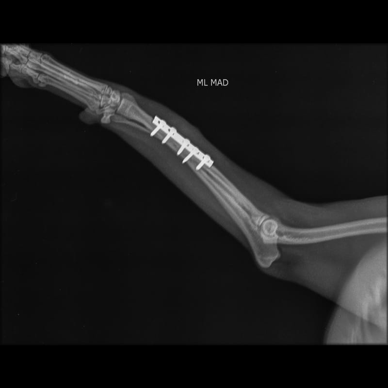 Cirugía tejido blando, traumatológica y ortopedia