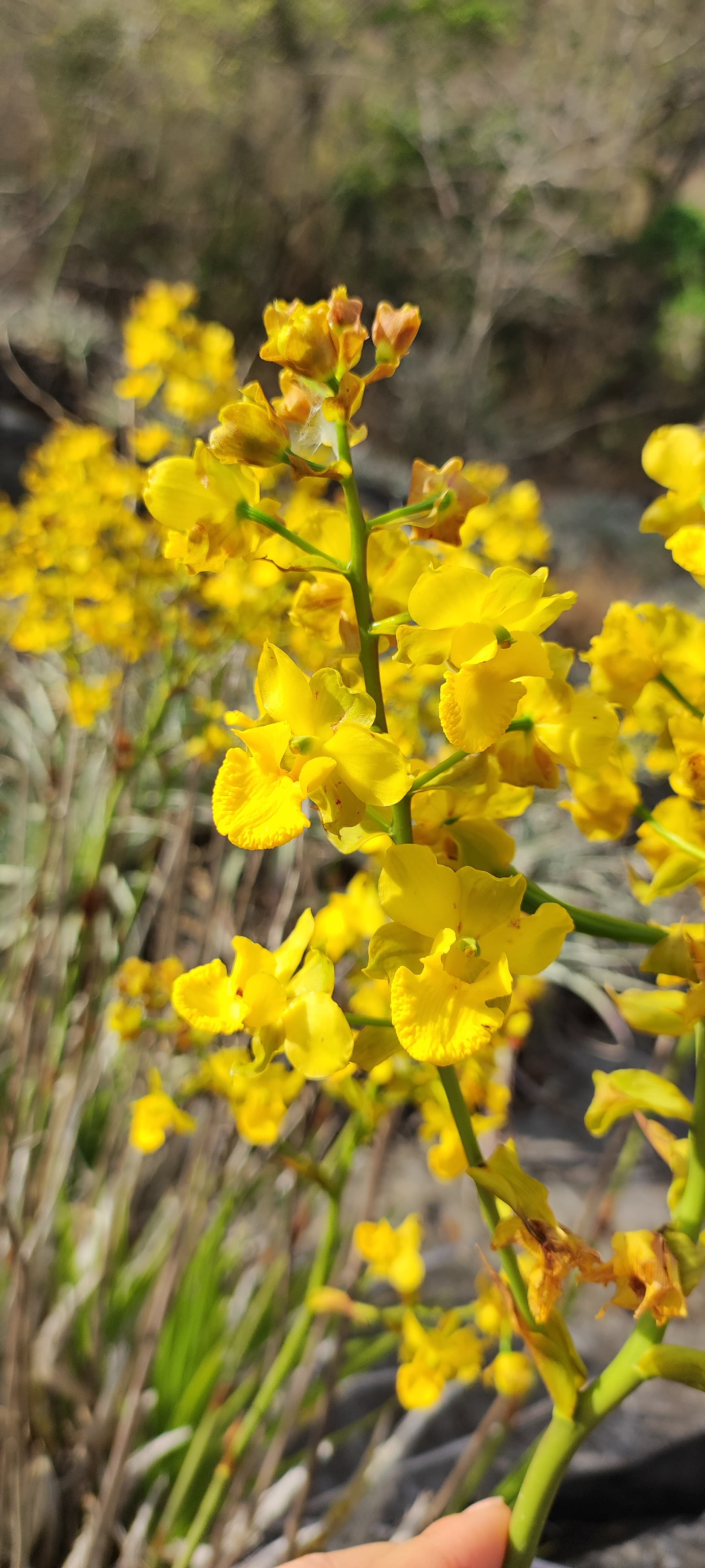 Orquídeas nativas - Laje das Orquídeas