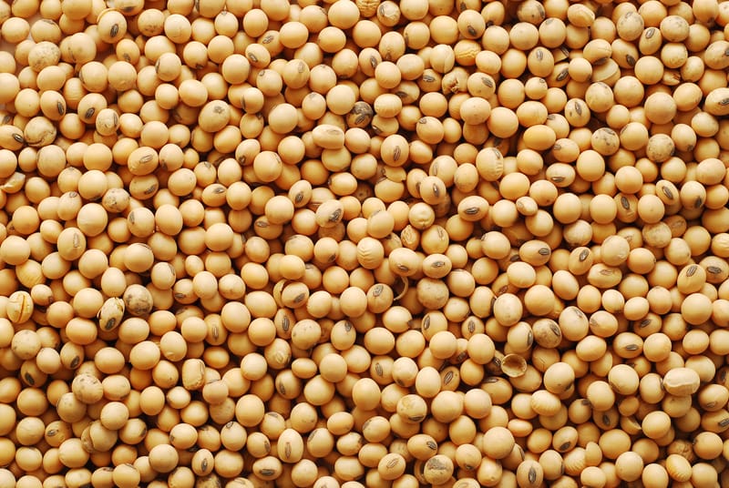 Soy