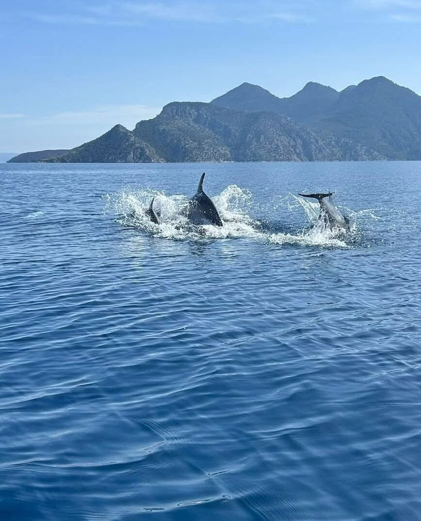 להקת דולפין במפרץ מתחת ניסידה