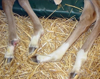 Lovak tenyésztéssel kapcsolatos genetikai betegségei 1 - WFFS (Warmblood Fragile Foal Syndrome)