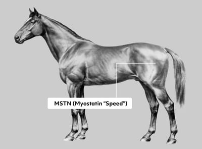 Genetikai vizsgálati lehetőség a galopp lovaknál.