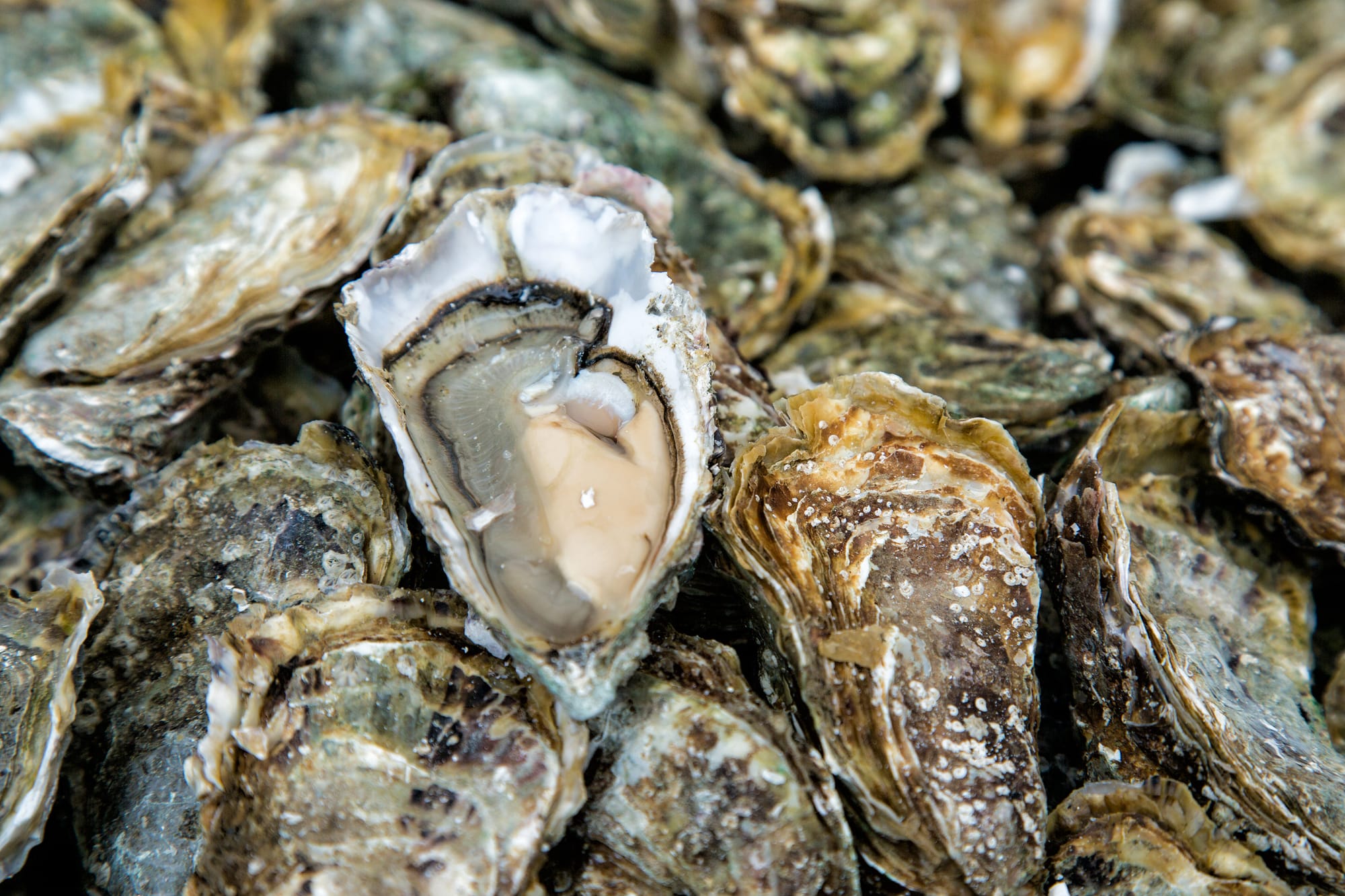 OYSTERS CARRY PROTEIN THAT KILLS BACTERIA BEHIND PNEUMONIA, STREP THROAT, AND SCARLET FEVER: STUDY