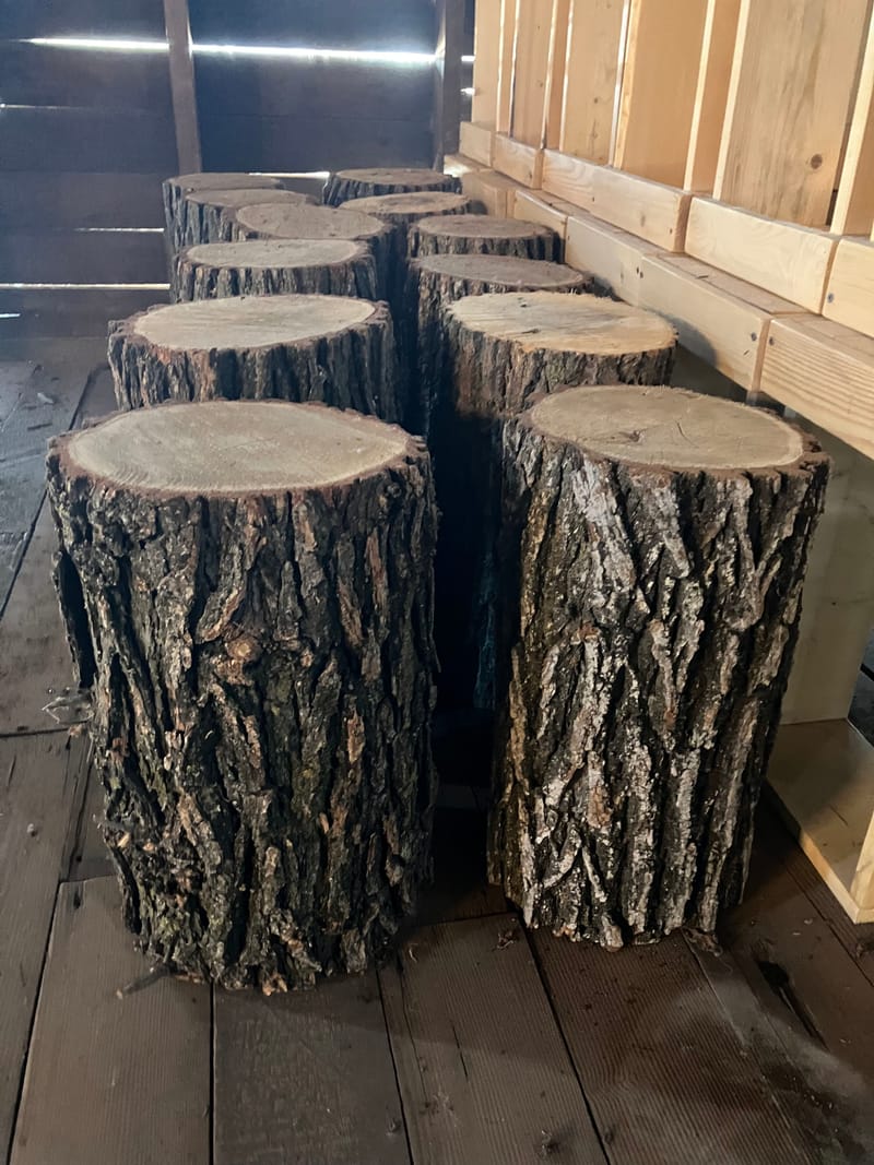 Oak Stumps