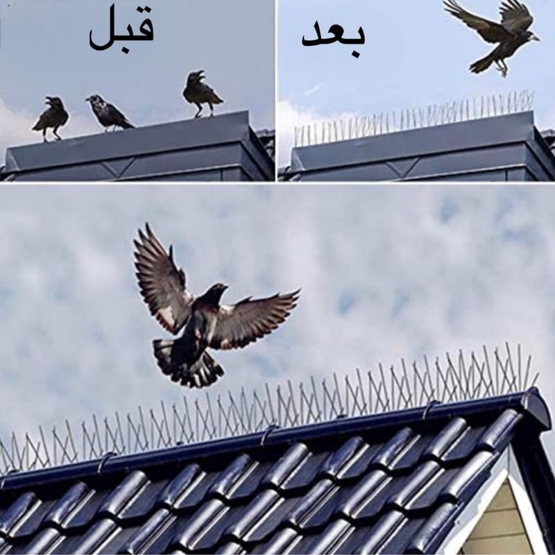 شركة طارد حمام بجدة