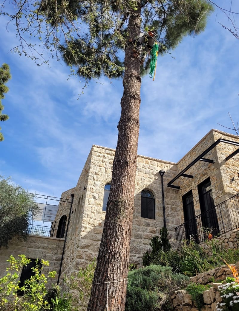 גיזום וכריתות בגובה