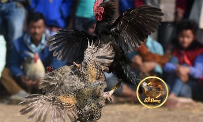 The Rise of Online Sabong Betting: A New Era for Cockfight Fans