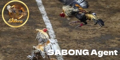 Unlock the Full Potential of Your SABONG Agent Business