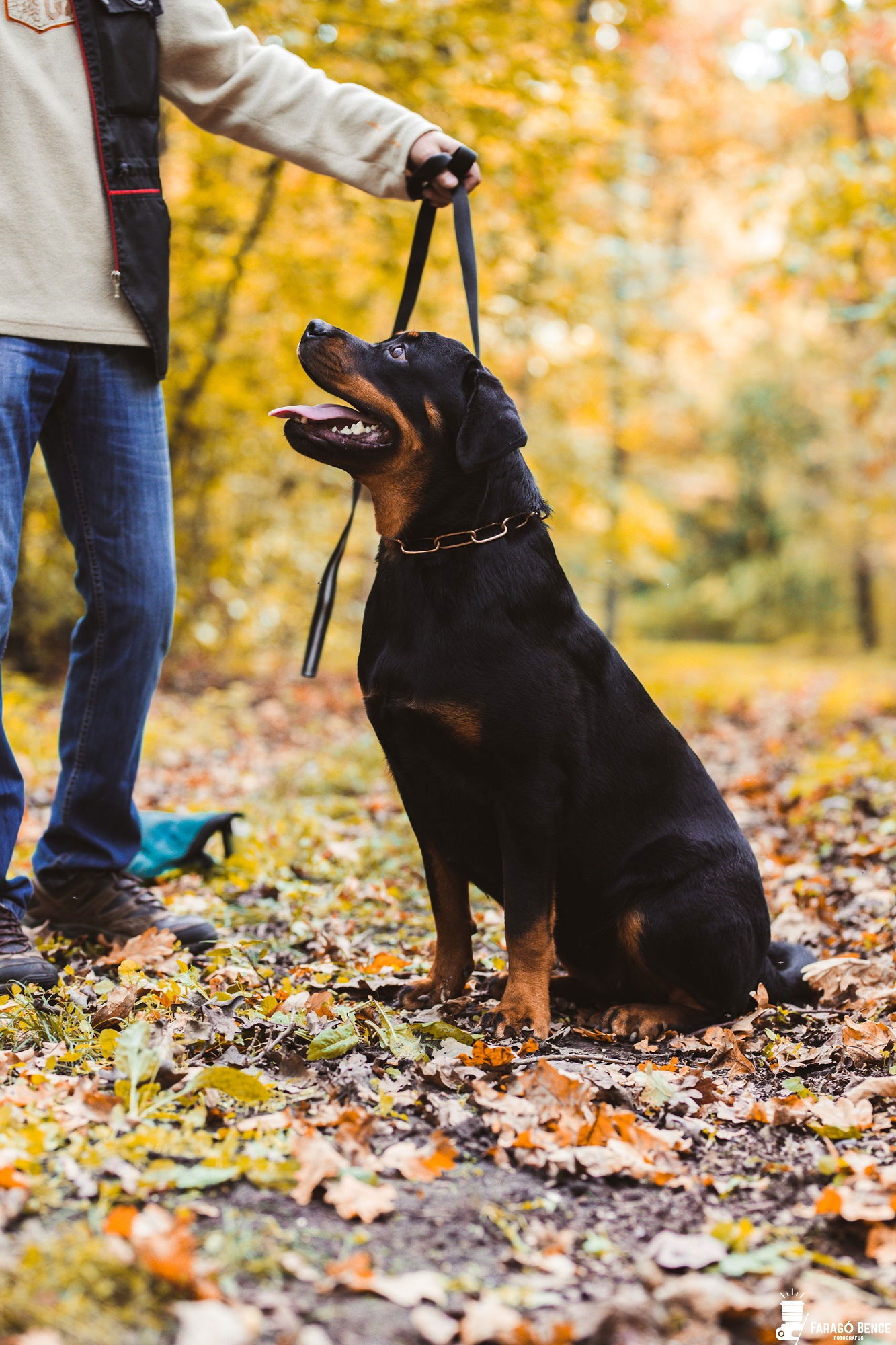 Rottweiler növendék a tenyészetünkből