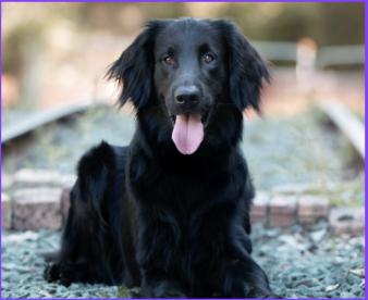 2025 TRACKING DOG OF THE YEAR