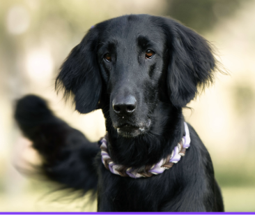 2025 TRACK AND SEARCH DOG OF THE YEAR