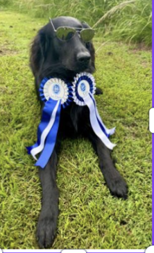 2025 RALLY NOVICE OBEDIENCE