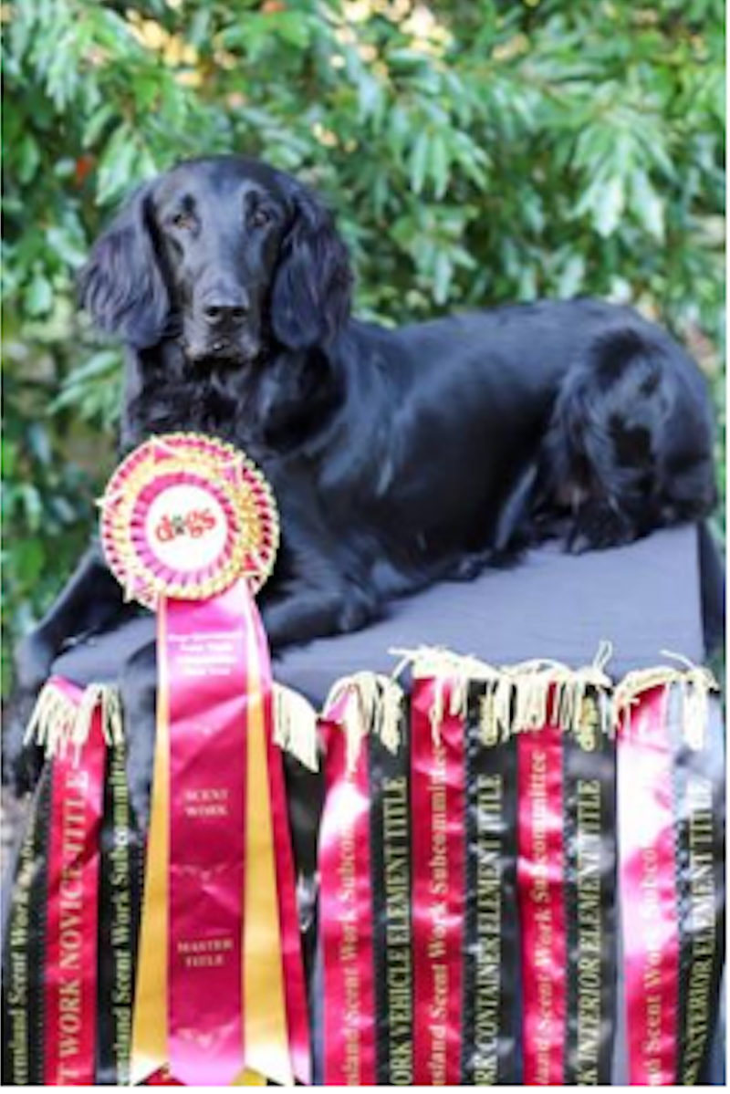 2025 Multi Titled - Arangold Backup Plan