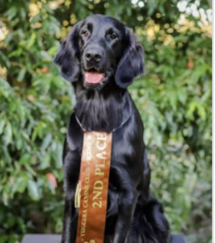 2025 Multiple Titles - CH. Malunbea Playin Not Misbehavin