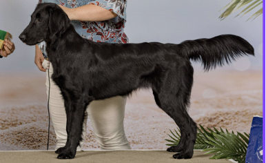 2025 AUSTRALIAN CHAMPION