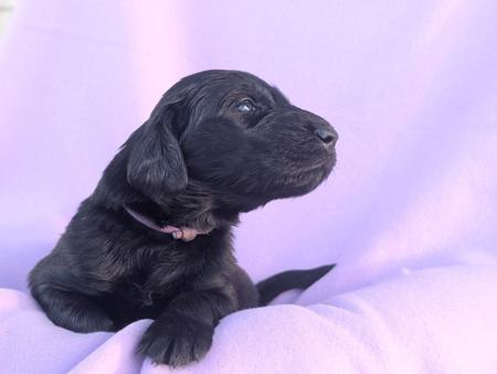 Flat Coated Retriever puppy for sale by JASPRIDGE