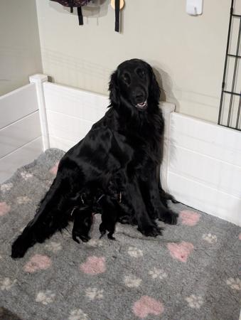 Flat Coated Retriever puppy for sale by JASPRIDGE