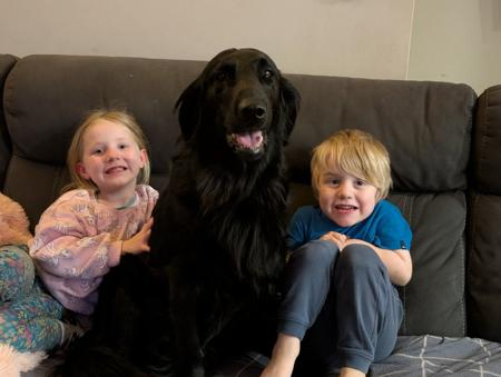 Flat Coated Retriever puppy for sale by JASPRIDGE
