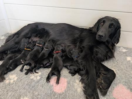 Flat Coated Retriever puppy for sale by JASPRIDGE