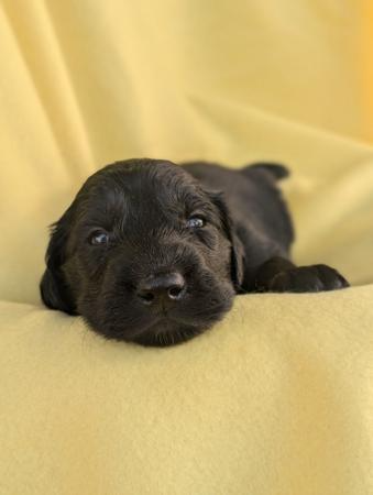 Flat Coated Retriever puppy for sale by JASPRIDGE