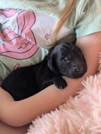 Flat Coated Retriever puppy for sale by JASPRIDGE