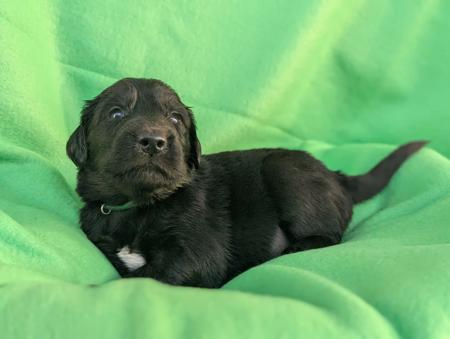 Flat Coated Retriever puppy for sale by JASPRIDGE