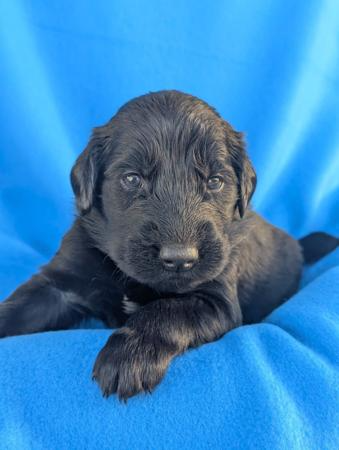 Flat Coated Retriever puppy for sale by JASPRIDGE