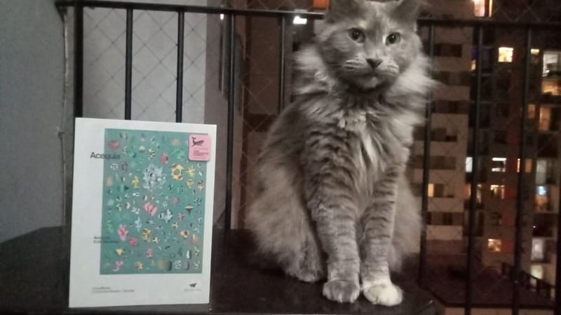 Reseña de Acequia de Amaury Colmenares