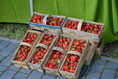 Truskawkobranie 2025 na Złotej Górze już za nami – a w sercach zostaje radość, muzyka i duma z naszej kaszubskiej tradycji!