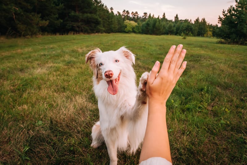Education canine / rééducation comportemental