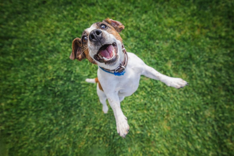 Comprendre le chien pour mieux l’accompagner
