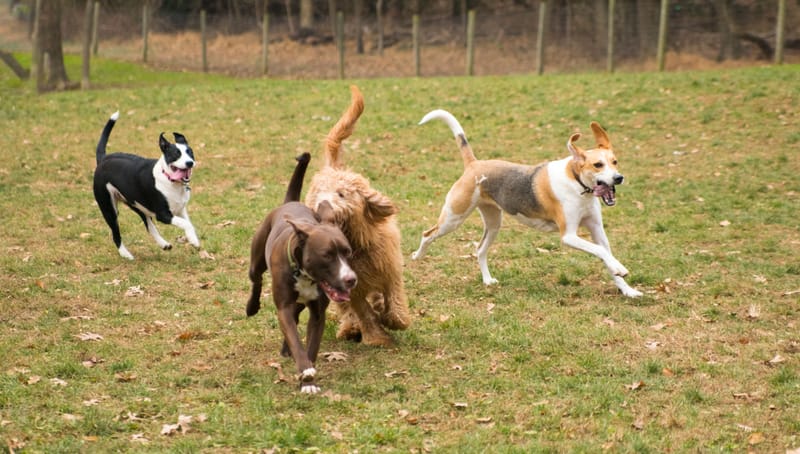 Des balades adaptées à chaque chien