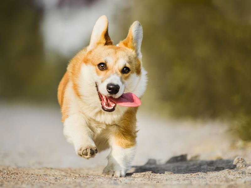Balades canines avec prise en charge à domicile