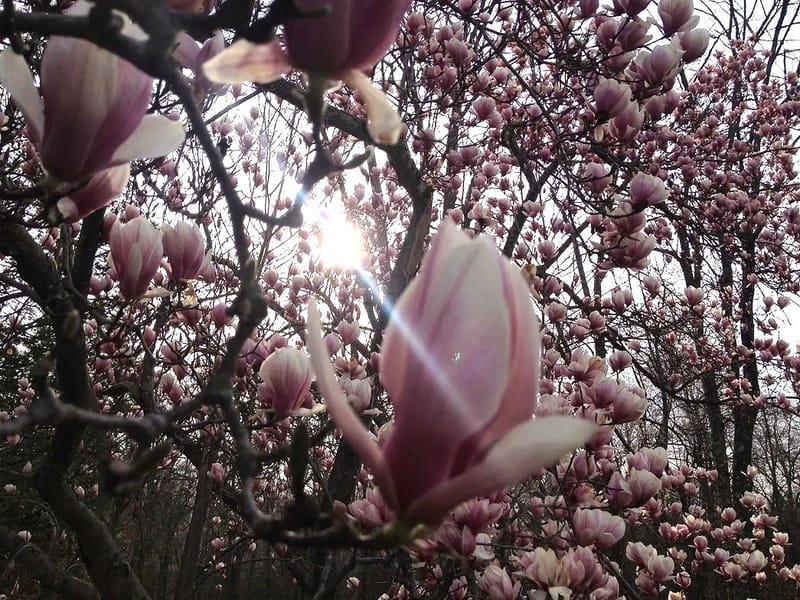 Whittemore -- Community Culture Conservation