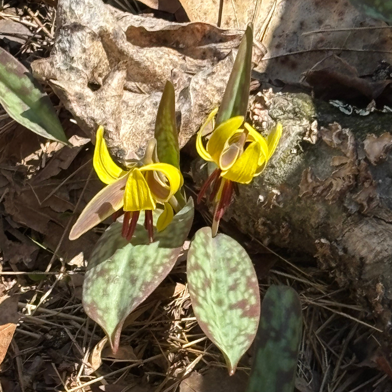 Whittemore -- Community Culture Conservation