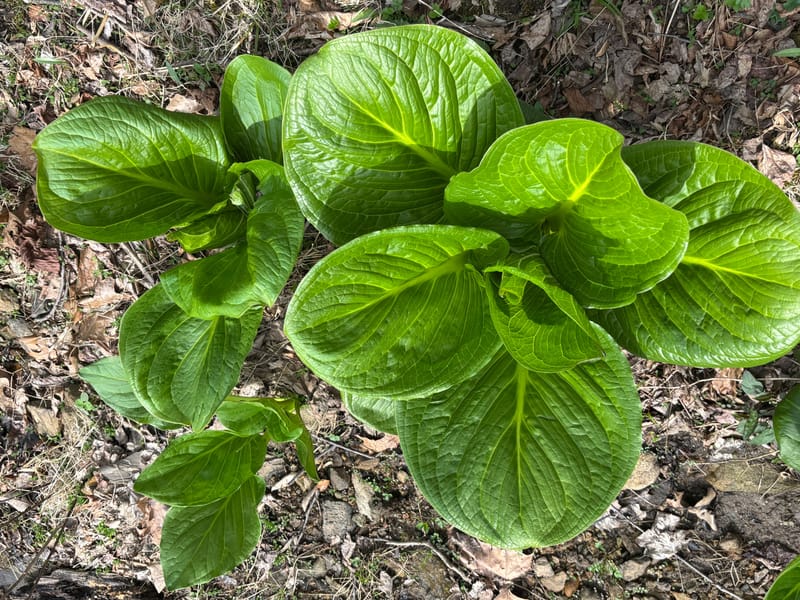 Whittemore Community Culture Conservation