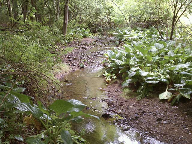 Schiff Nature Preserve
