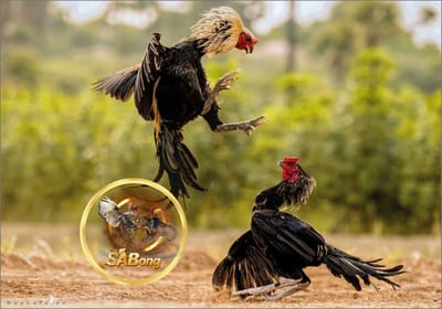 Join SABONG Now & Claim Exclusive Bonuses for New Players