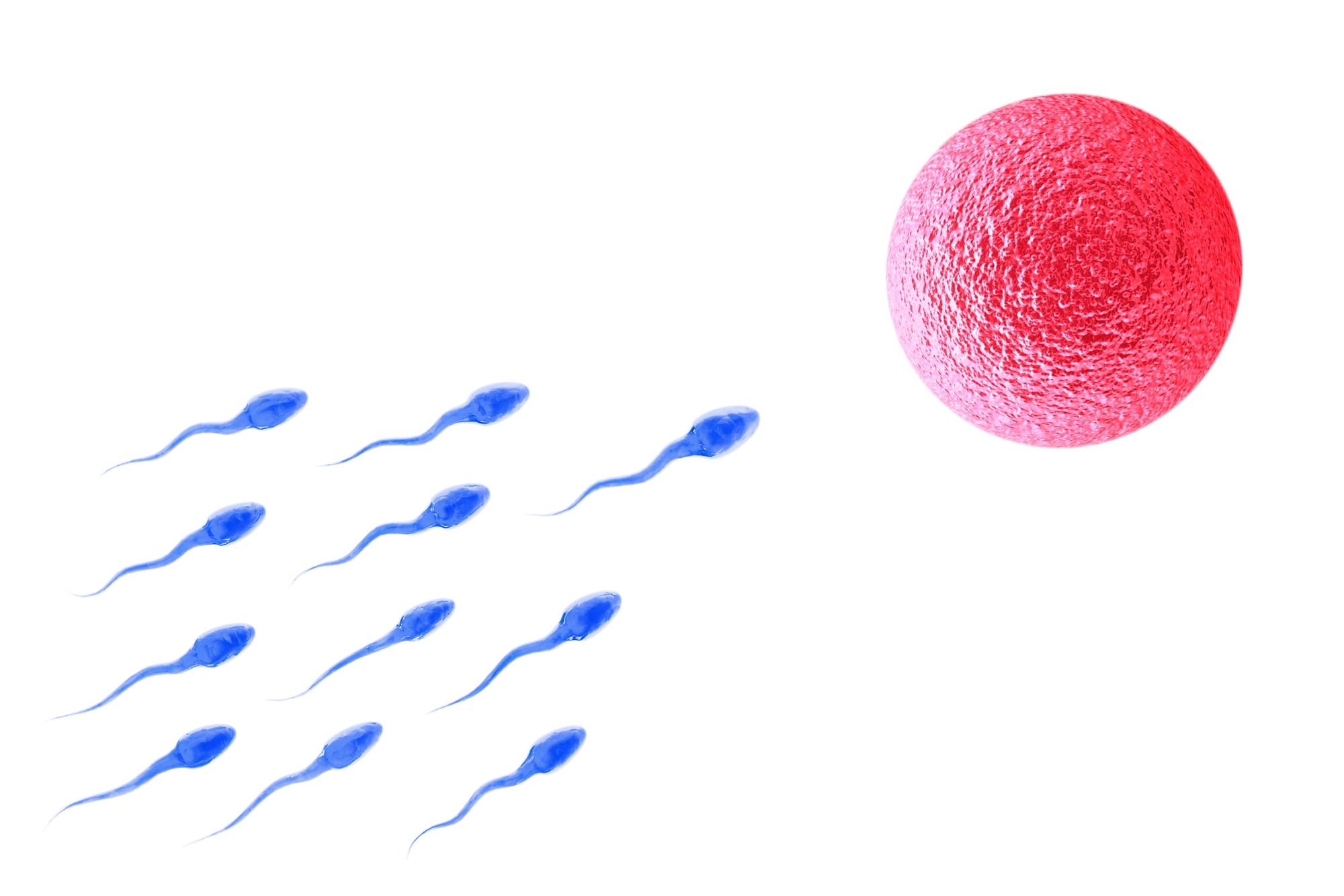 La fertilité : aussi une affaire d’hommes