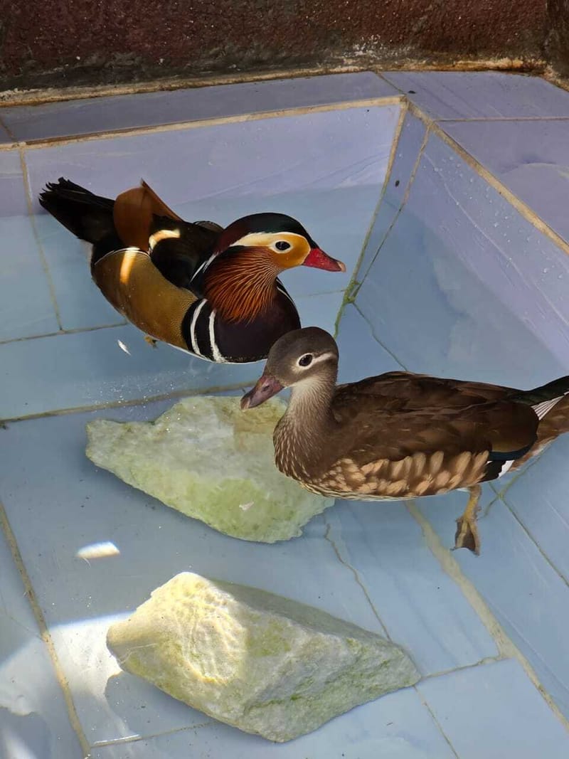 Why You Should Consider Rearing Ornamental Birds