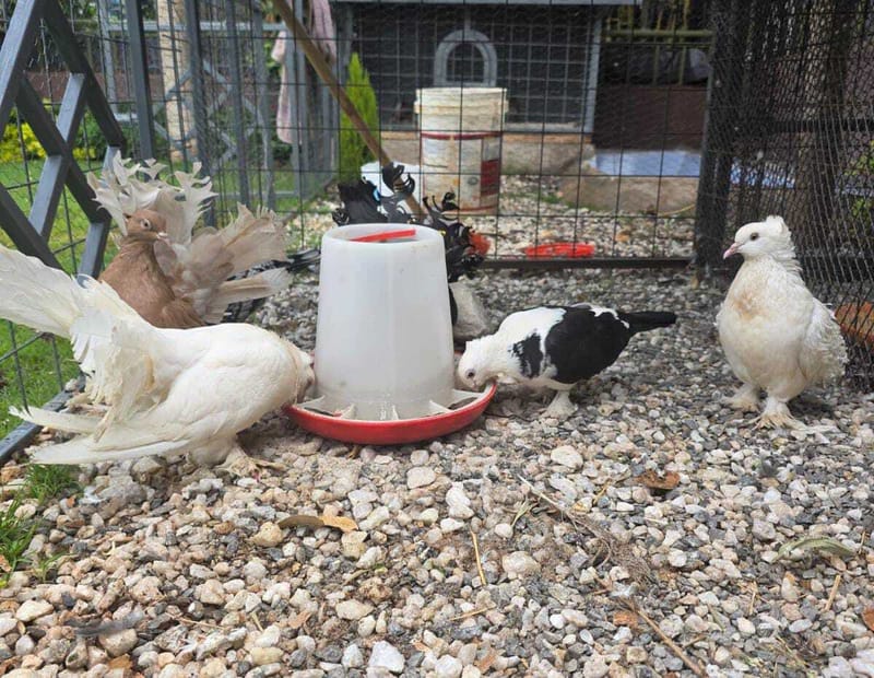 Understanding Ornamental Birds: Clearing Up Common Myths for a Better Experience