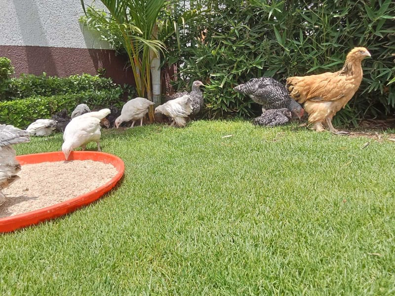 Chicks Available for Sale: 3-Month-Old Brahma, Orpington, and Silkie.