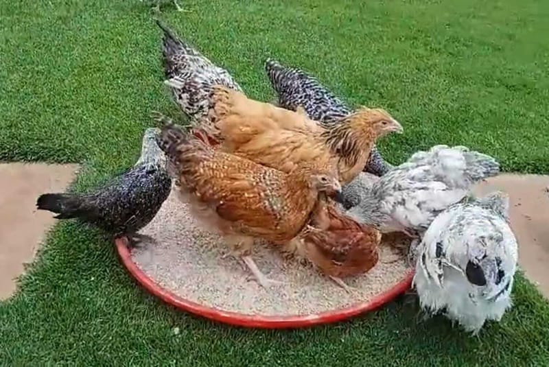 Gorgeous Chicks for Sale: Light Colombian Brahma and Sussex at Mash Ornamental Birds