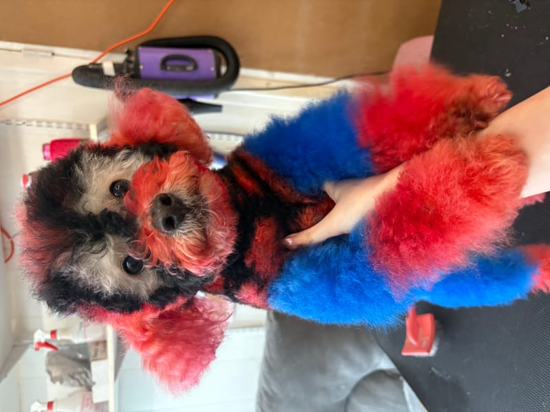 Creative grooming by Sam