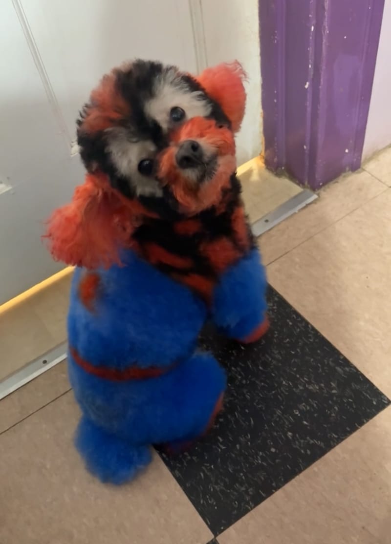 Creative grooming by Sam